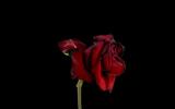 A picture of a wilting red rose against a solid black background.