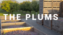 the plums video poem