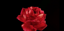 rose picture